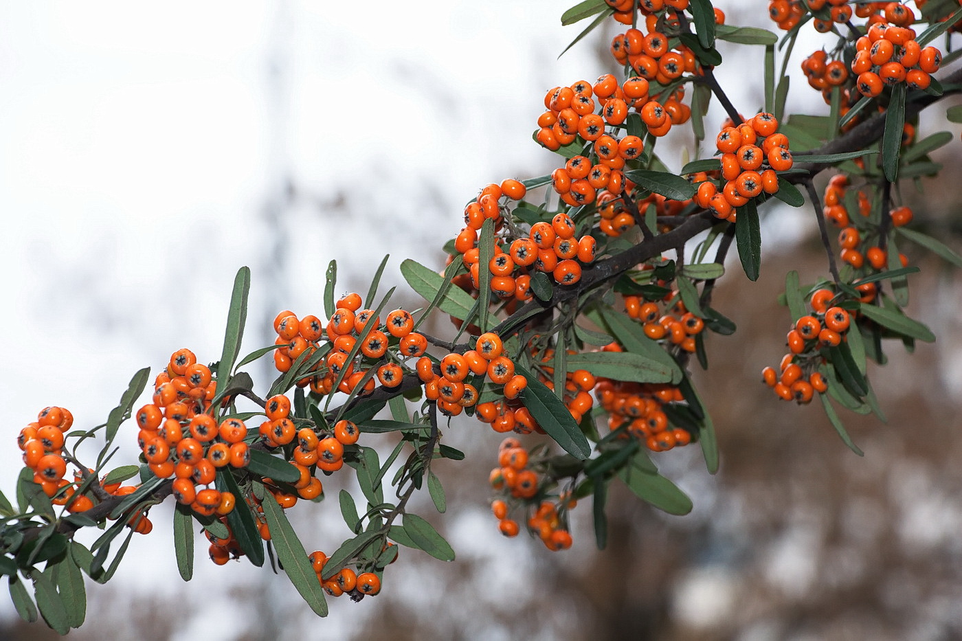 Изображение особи Pyracantha angustifolia.