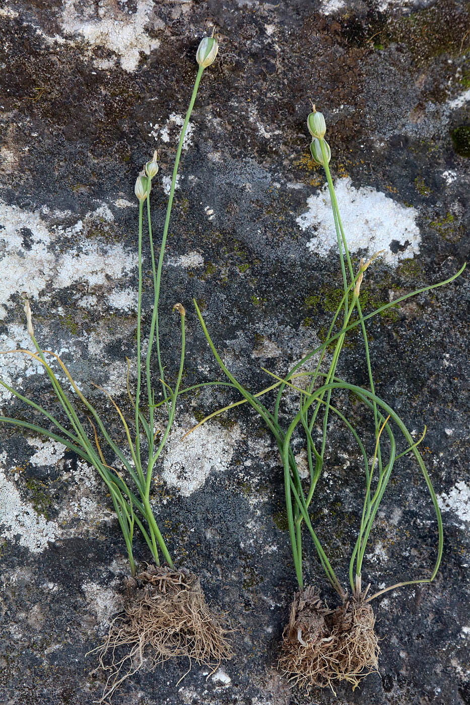 Image of Gagea calantha specimen.