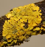 Xanthoria parietina