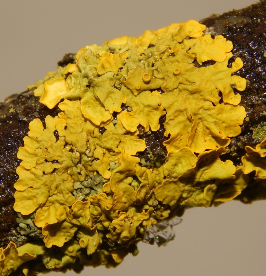 Image of Xanthoria parietina specimen.