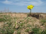 Ranunculus linearilobus