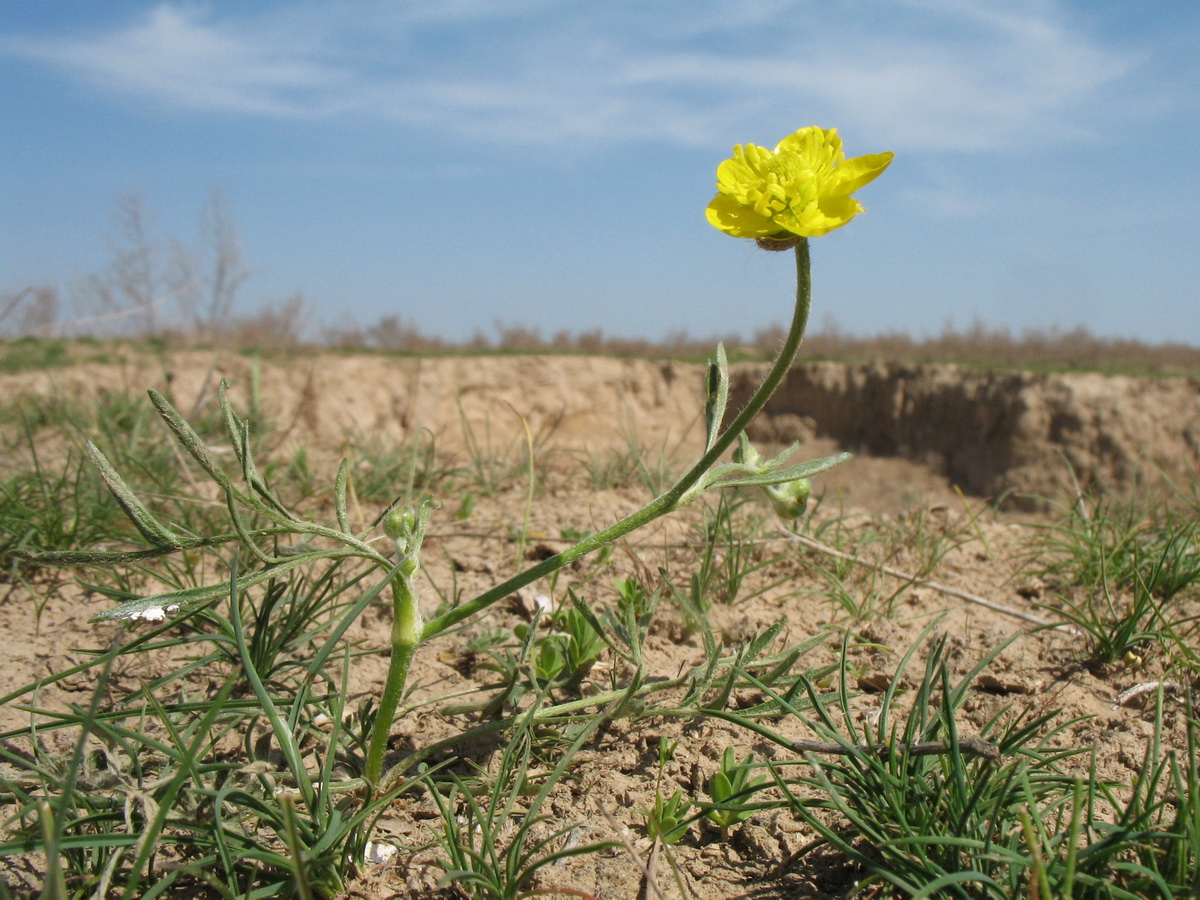 Изображение особи Ranunculus linearilobus.