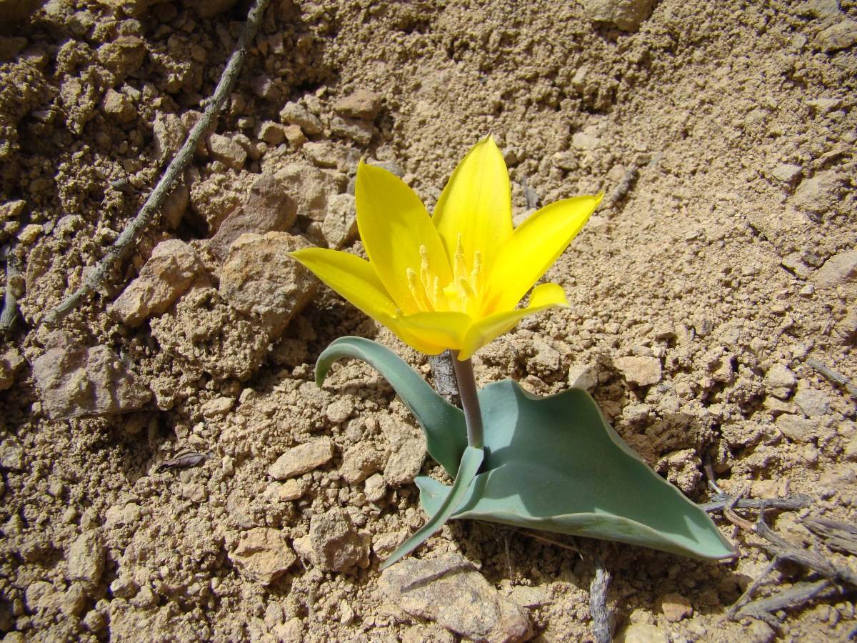 Изображение особи Tulipa dubia.