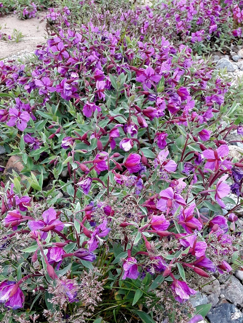 Image of Chamaenerion latifolium specimen.