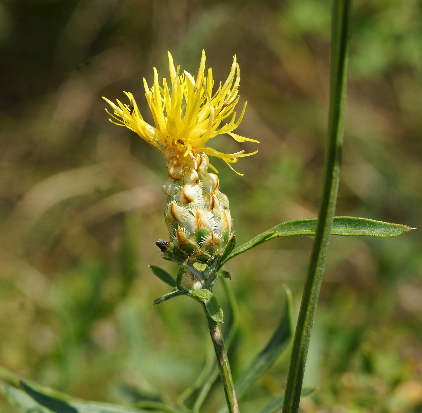 Изображение особи Centaurea orientalis.