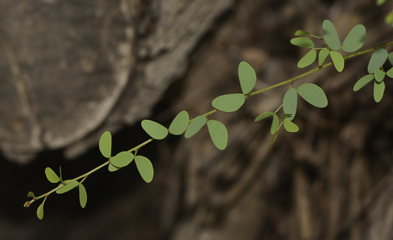Изображение особи Lysiphyllum gilvum.