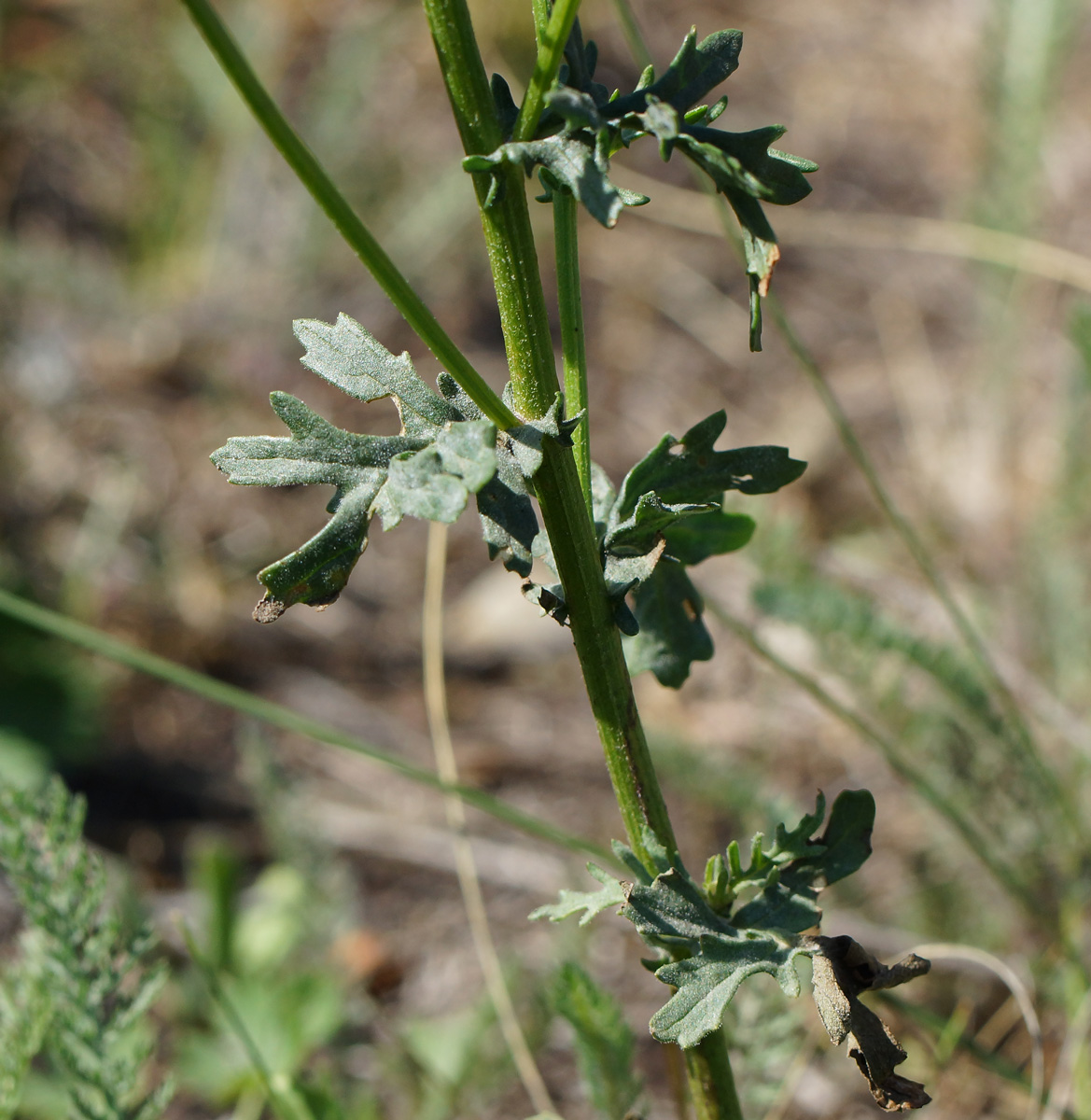 Image of Senecio jacobaea specimen.