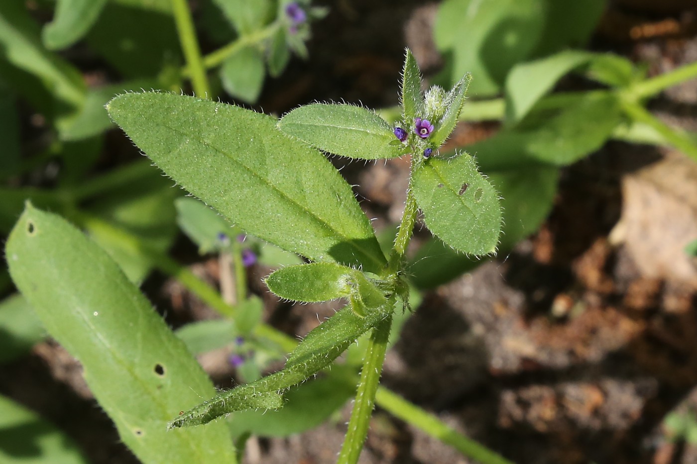 Image of Asperugo procumbens specimen.