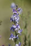 genus Delphinium. Часть соцветия. Ростовская обл., Каменский р-н, окр. хут. Масаловка, рудеральное местообитание. 27.05.2018.