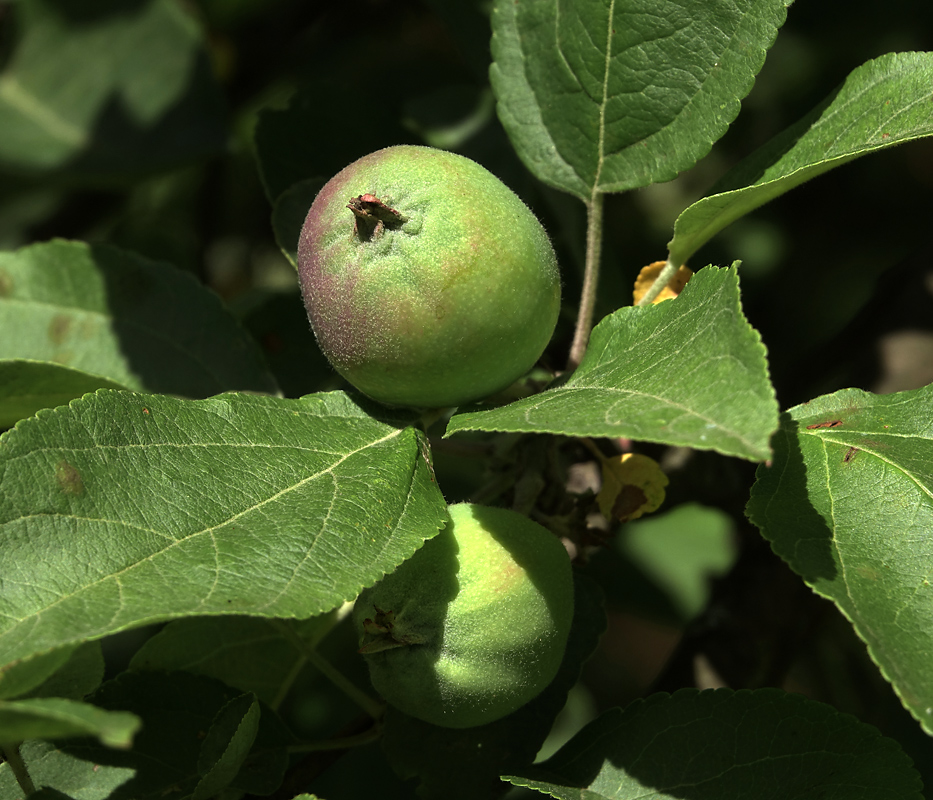 Изображение особи Malus domestica.