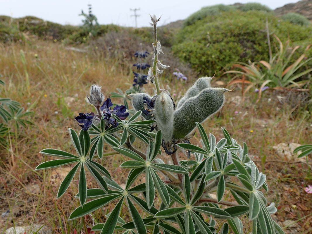 Image of Lupinus pilosus specimen.