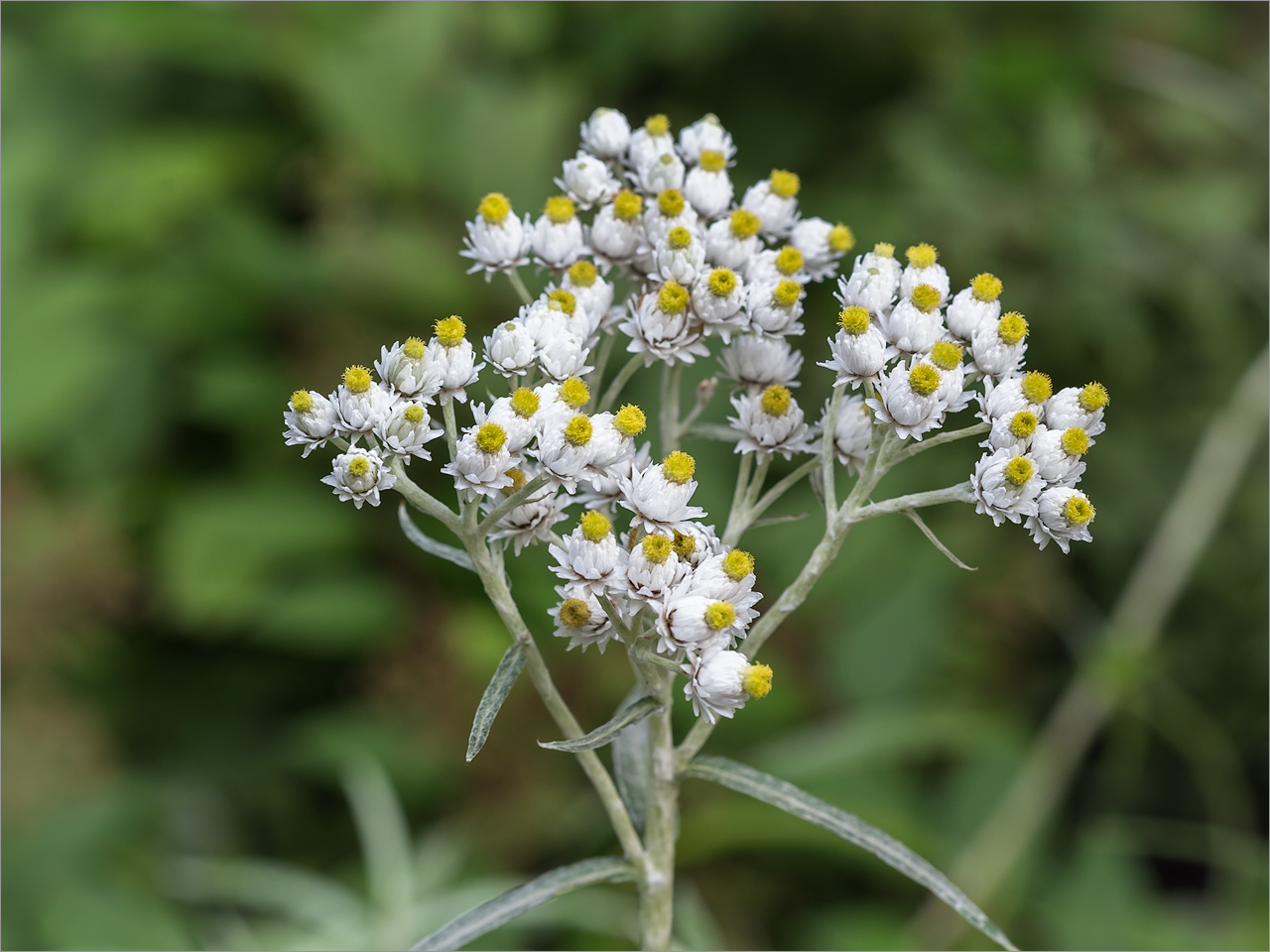 Изображение особи Anaphalis margaritacea.