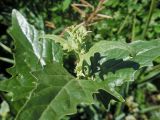 Atriplex sagittata