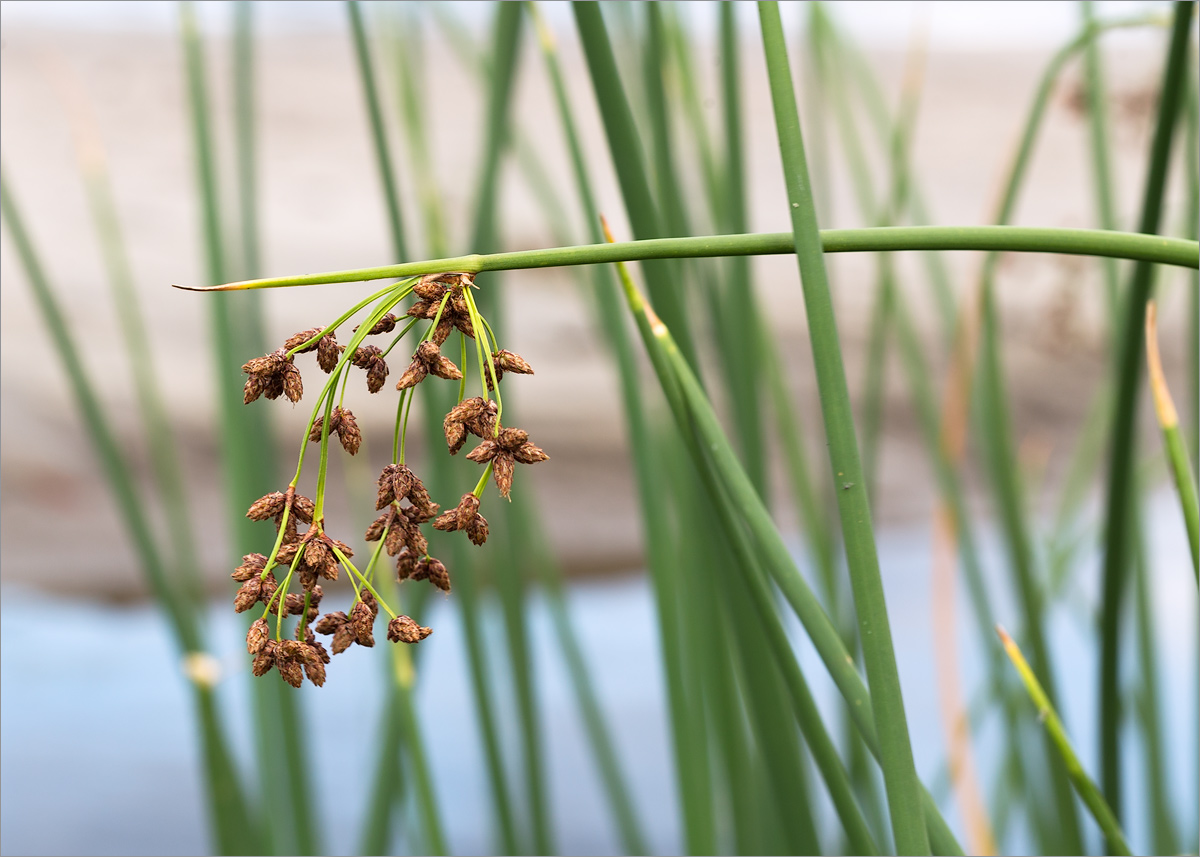 Image of Schoenoplectus tabernaemontani specimen.