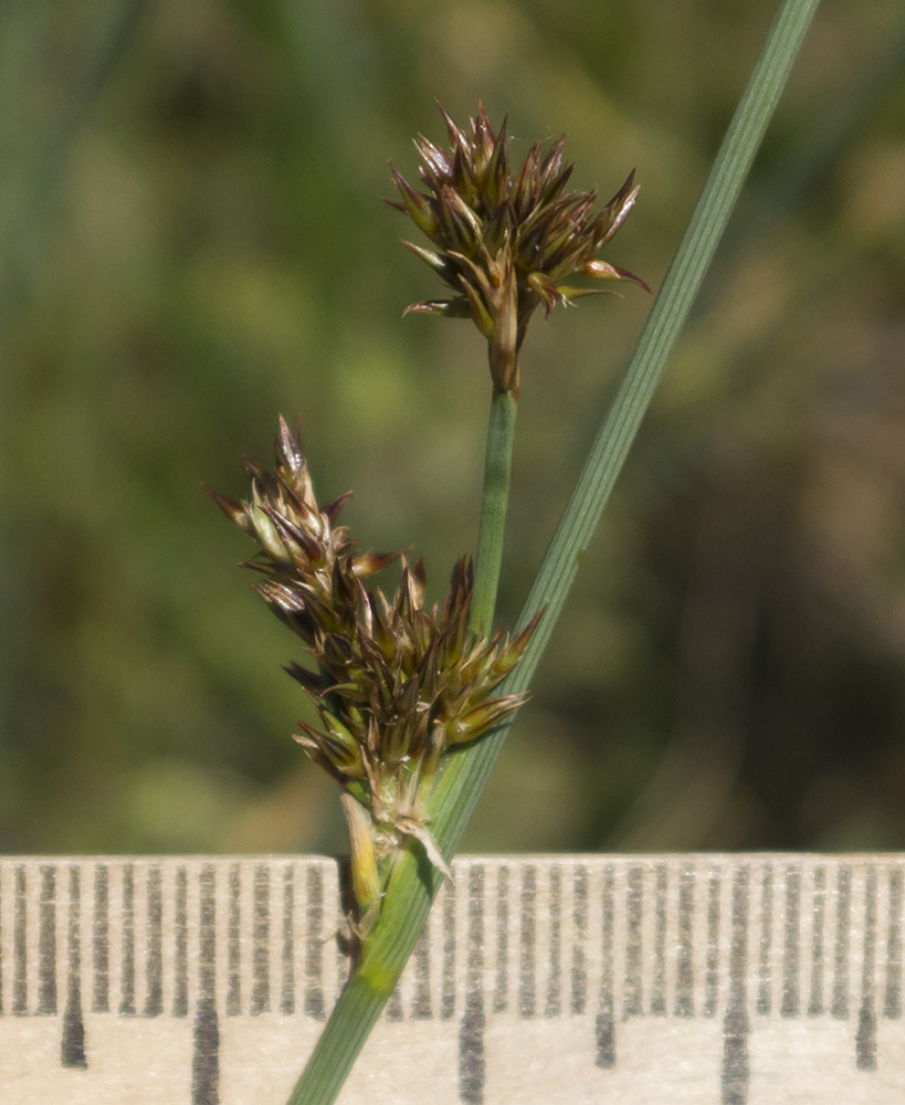 Изображение особи Juncus inflexus.