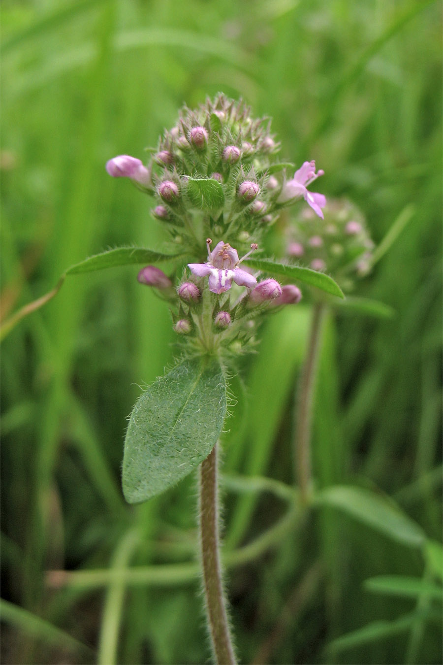 Image of Thymus marschallianus specimen.