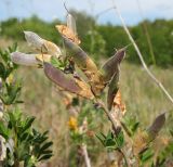 Chamaecytisus ruthenicus