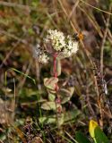 Hylotelephium maximum