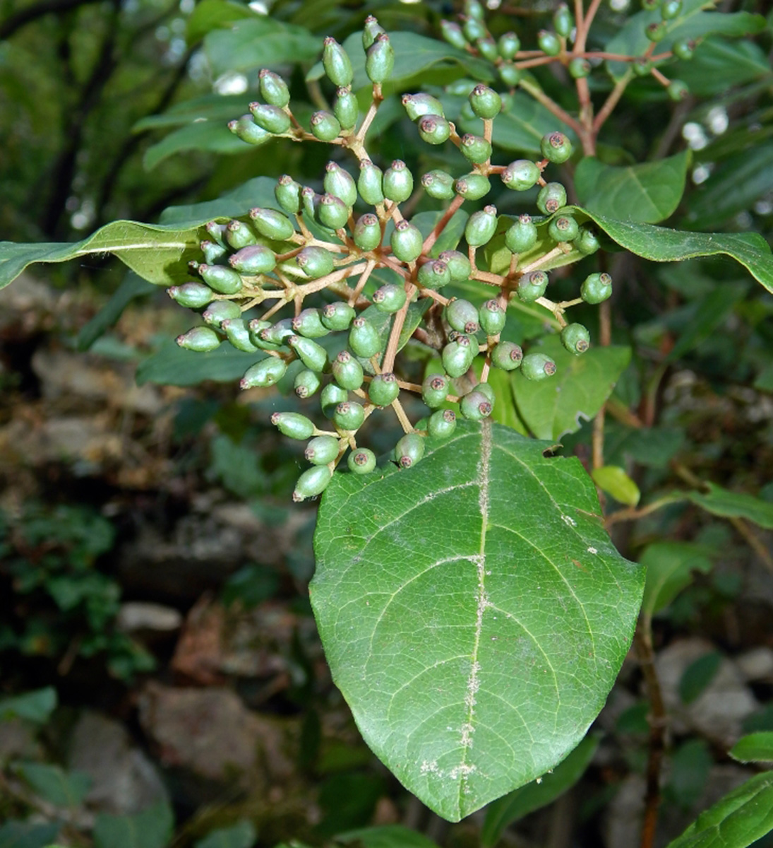 Изображение особи Viburnum tinus.