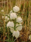 Fritillaria verticillata