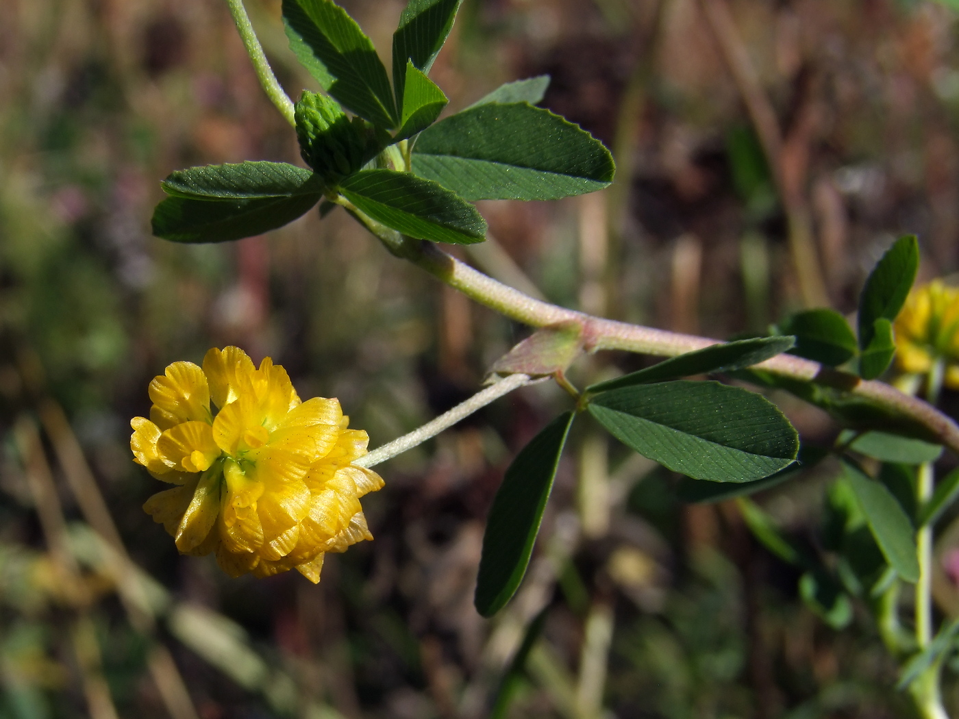 Image of Trifolium aureum specimen.