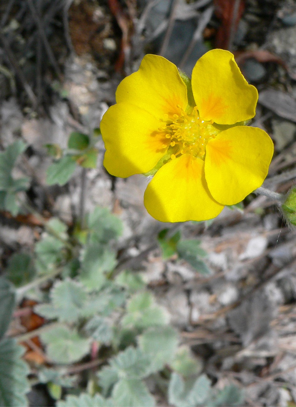 Image of Potentilla nivea specimen.