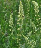 Reseda lutea. Верхушка цветущего растения с кормящейся осой(?). Грузия, край Самцхе-Джавахети, Ахалцихский муниципалитет, окр. с. Грели, луг. 28.05.2018.