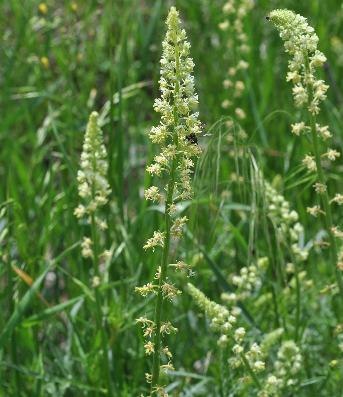 Image of Reseda lutea specimen.