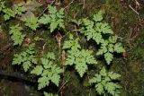 Geranium robertianum