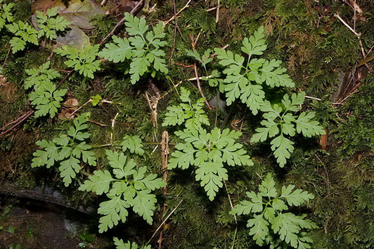 Изображение особи Geranium robertianum.