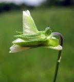 genus Viola. Цветок (вид сбоку). Украина, Черкасская обл., Каневский р-н, Региональный ландшафтный парк \"Трахтемиров\", заброшенное поле. 4 июня 2010 г.