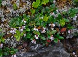 Vaccinium vitis-idaea. Цветущие растения на поросшем мхами и лишайниками камне. Алтай, Катунский хребет, берег оз. Среднее Мультинское, ≈ 1600 м н.у.м., опушка хвойного леса. 01.07.2018.