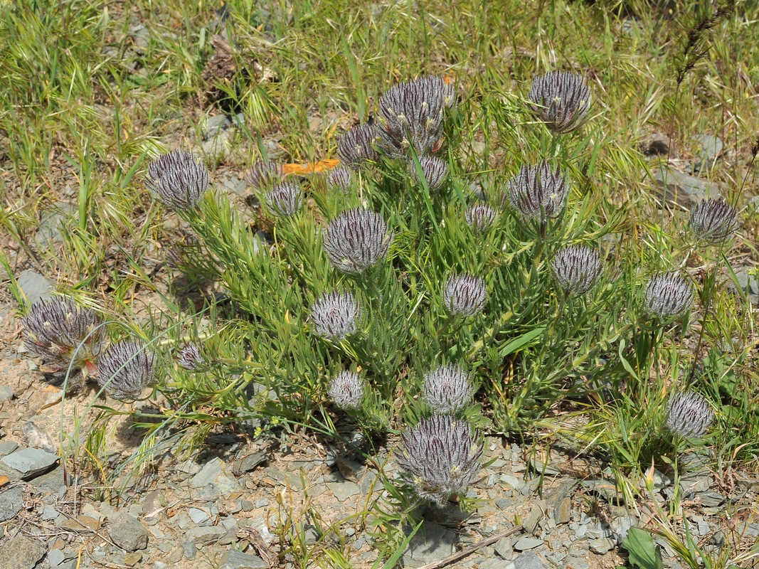 Image of Bungea vesiculifera specimen.