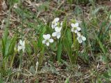 Viola patrinii