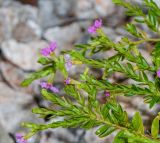 Cuphea hyssopifolia