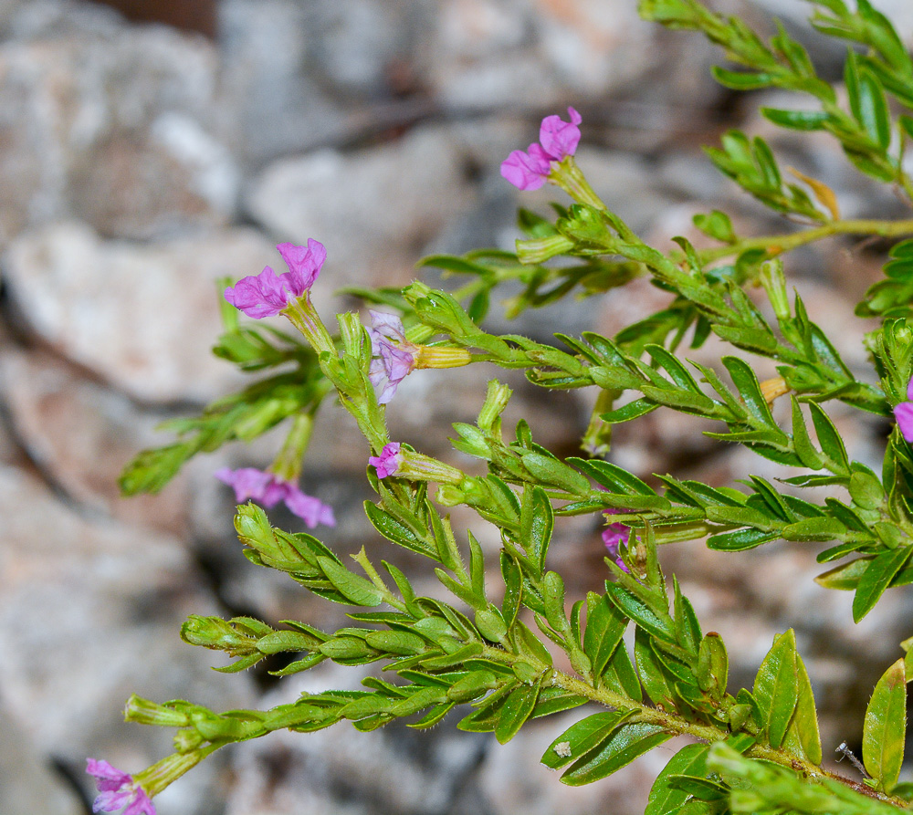 Image of Cuphea hyssopifolia specimen.