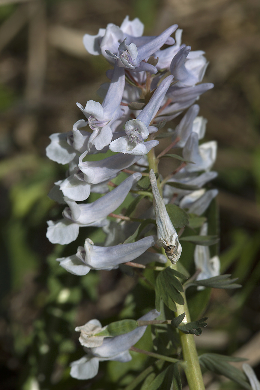 Изображение особи Corydalis solida.