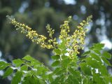 Koelreuteria paniculata