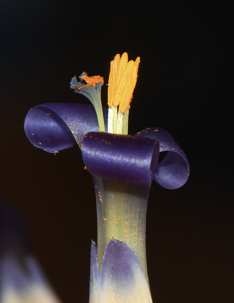 Image of Billbergia lietzei specimen.
