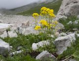 Draba hispida. Цветущее растение. Адыгея, Кавказский биосферный заповедник, Фишт-Оштенский массив, юго-восточный отрог горы Оштен, ≈ 2350 м н.у.м., среди камней. 13.08.2016.