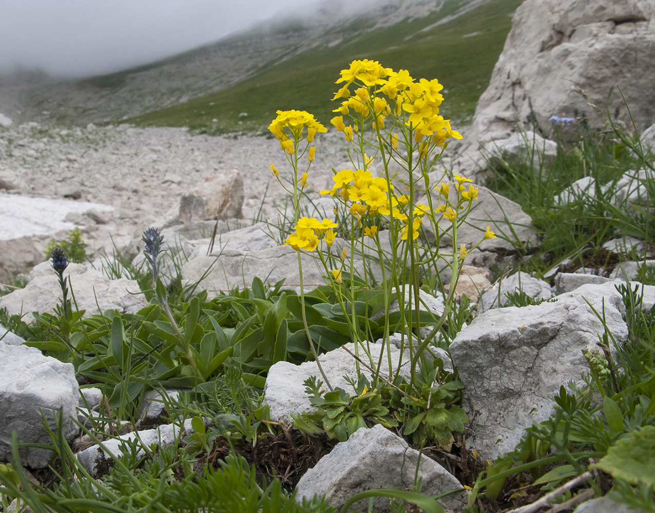 Image of Draba hispida specimen.