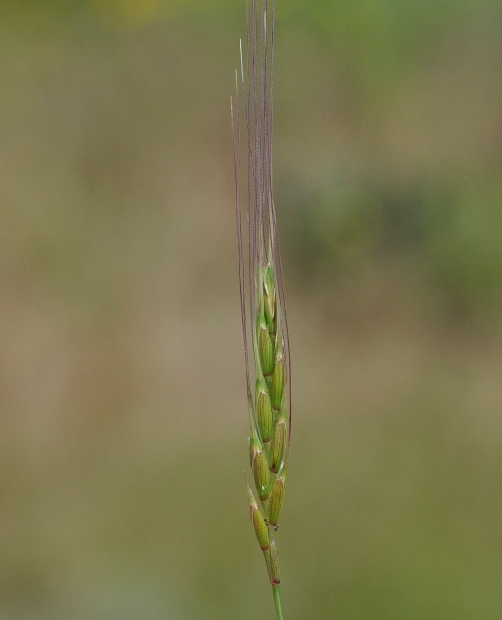 Image of Aegilops bicornis specimen.