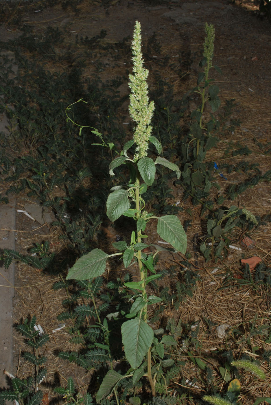 Изображение особи Amaranthus retroflexus.