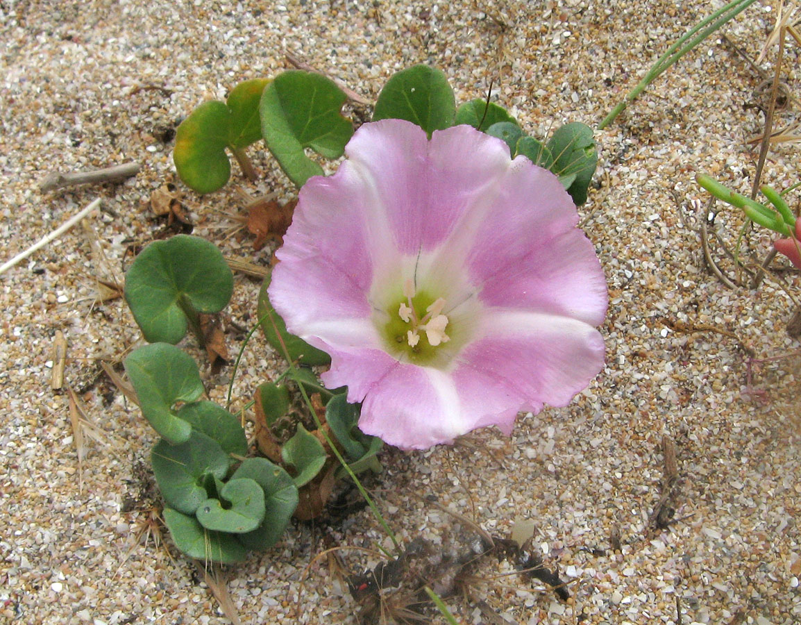 Image of Calystegia soldanella specimen.