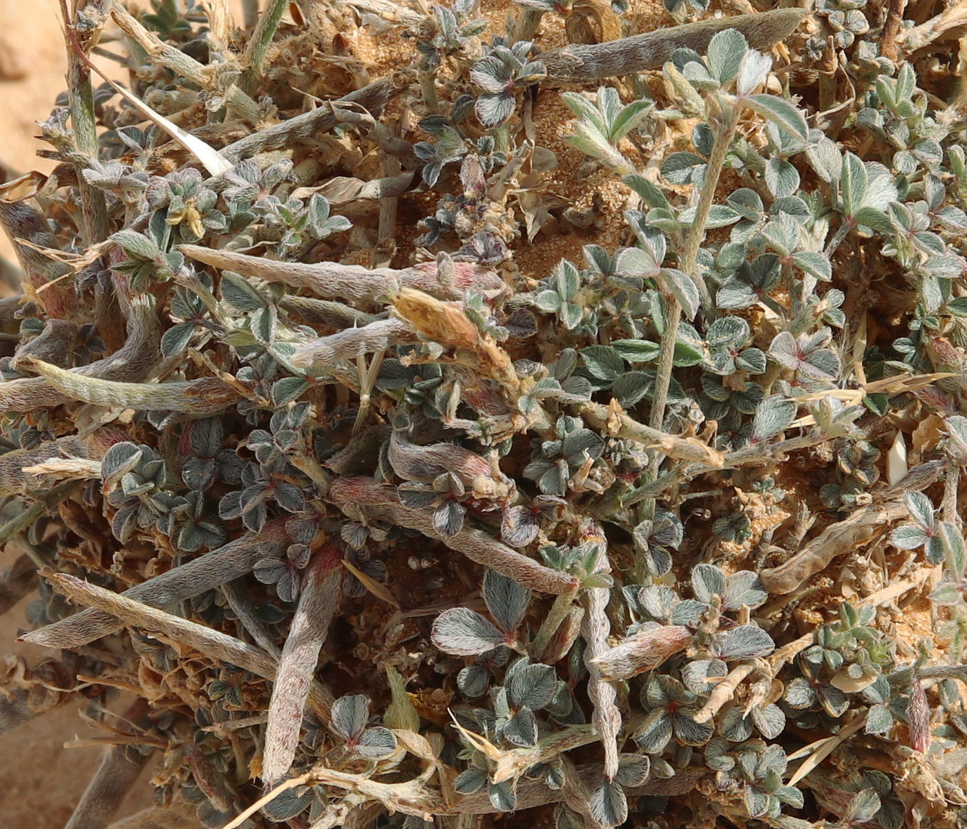 Image of Argyrolobium uniflorum specimen.