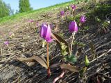 Erythronium sibiricum