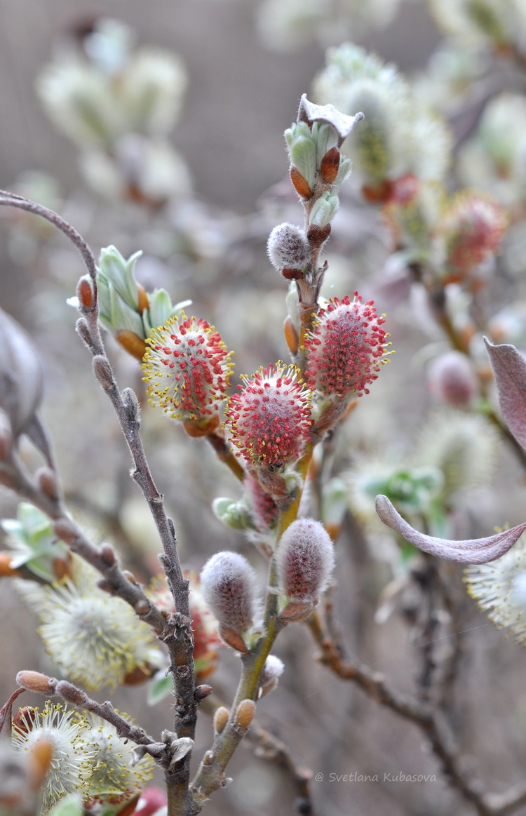 Изображение особи Salix helvetica.