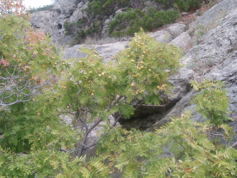 Image of Sorbus domestica specimen.