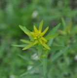 Euphorbia virgata