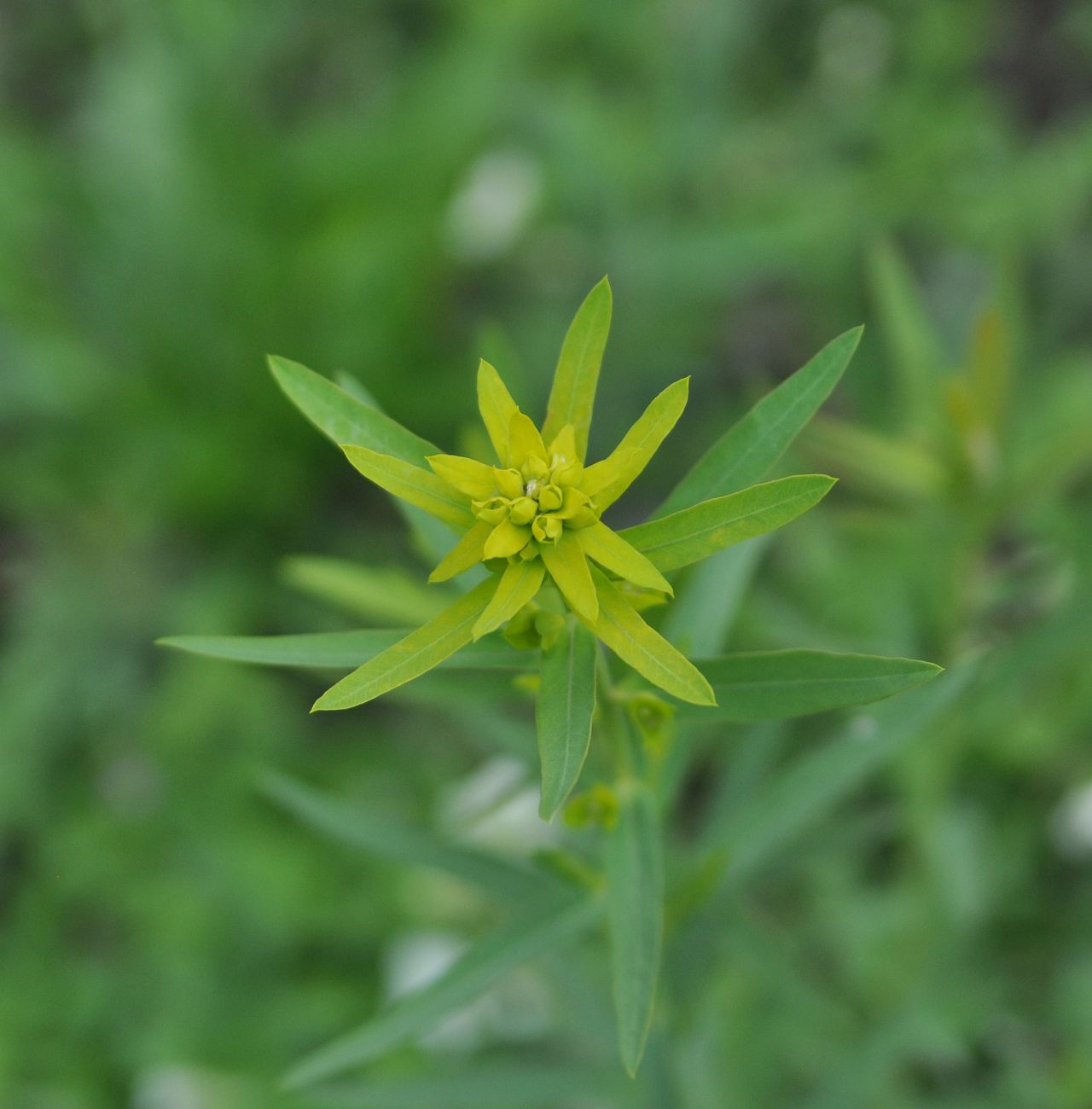 Image of Euphorbia virgata specimen.